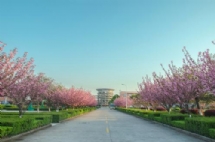 校园路边风景