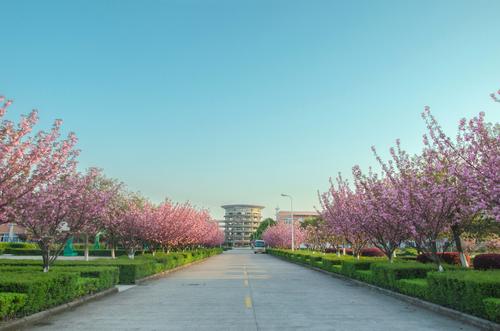 校园路边风景